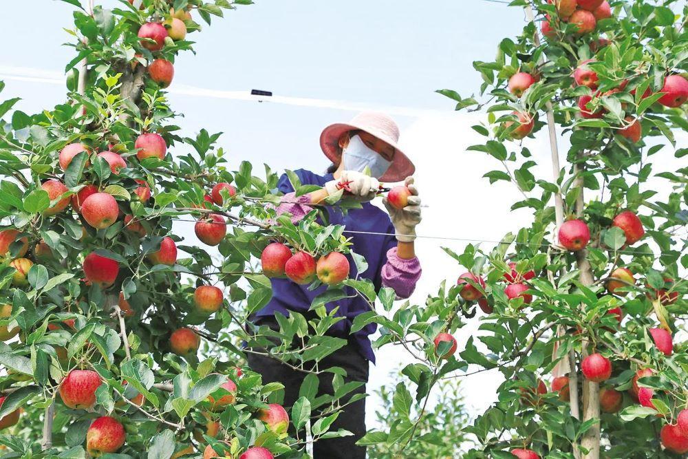 西峰區科技賦能蘋果產業提質增效